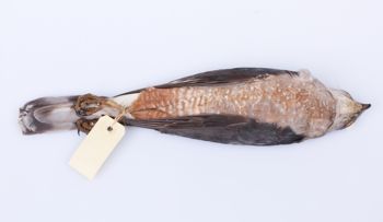 Media type: image;   Ornithology 264682 Description: Photograph of specimen: Ventral.;